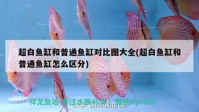 超白魚(yú)缸和普通魚(yú)缸對(duì)比圖大全(超白魚(yú)缸和普通魚(yú)缸怎么區(qū)分)