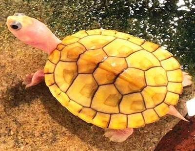 豬鼻龜如何養好：豬鼻龜的飼養技巧