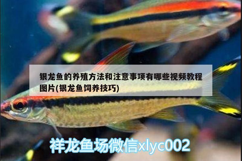 銀龍魚的養(yǎng)殖方法和注意事項(xiàng)有哪些視頻教程圖片(銀龍魚飼養(yǎng)技巧) 銀龍魚的養(yǎng)殖方法和注意事項(xiàng)有哪些視頻教程圖片(銀龍魚飼養(yǎng)技巧) 銀龍魚百科 第3張