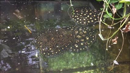 白子魟魚品種：白子魟魚是一種淡水觀賞魚嗎？ 白子魟魚品種：白子魟魚是一種淡水觀賞魚嗎？ 魟魚百科 第4張