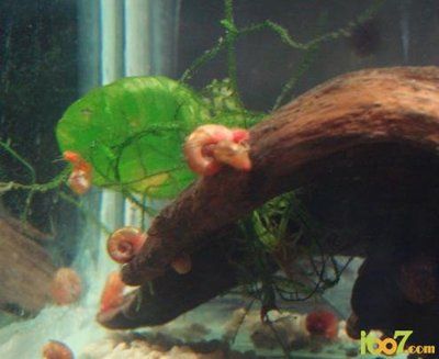 龍魚缸沉木容易水霉(魚缸里的沉木發霉怎么處理方法)