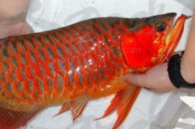 紅龍魚甩頭是怎么回事？：紅龍魚甩頭可能由多種原因引起 紅龍魚甩頭是怎么回事？：紅龍魚甩頭可能由多種原因引起 紅龍魚百科 第2張