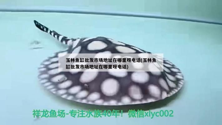 玉林龍魚(yú)vs玉林水族批發(fā)市場(chǎng)vs玉林水族館vs玉林魚(yú)缸批發(fā)市場(chǎng)vs祥龍魚(yú)場(chǎng)：玉林水族批發(fā)市場(chǎng)