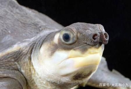 豬鼻龜是什么樣子的：豬鼻龜的樣子圖片大全集 豬鼻龜是什么樣子的：豬鼻龜的樣子圖片大全集 豬鼻龜百科 第2張