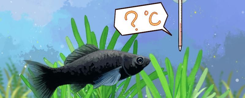 黑瑪麗魚是熱帶魚還是冷水魚?水溫多少合適 錦鯉魚百科 第1張 黑瑪麗魚是熱帶魚還是冷水魚?水溫多少合適 黑瑪麗魚是熱帶魚還是冷水魚?水溫多少合適 錦鯉魚百科 第1張