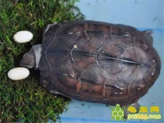 豬鼻龜下蛋條件和方法:豬鼻龜下蛋的條件和方法 豬鼻龜百科 第3張 豬鼻龜下蛋條件和方法:豬鼻龜下蛋的條件和方法 豬鼻龜下蛋條件和方法:豬鼻龜下蛋的條件和方法 豬鼻龜百科 第3張