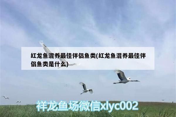 雙線側(cè)魚混養(yǎng)最佳伴侶選擇，雙線側(cè)魚與龍魚混養(yǎng)的注意事項(xiàng)