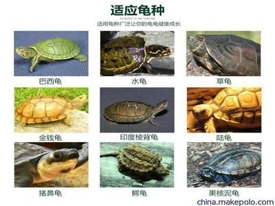 豬鼻龜愛吃什么牌子的飼料：豬鼻龜飼料和營養(yǎng)成分對比豬鼻龜飼料用戶評價匯總 豬鼻龜愛吃什么牌子的飼料：豬鼻龜飼料和營養(yǎng)成分對比豬鼻龜飼料用戶評價匯總 豬鼻龜百科 第6張