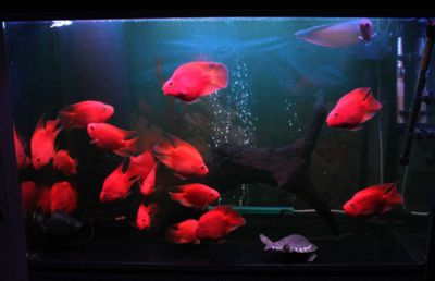 龍魚紅燈推薦：如何判斷紅龍魚燈光效果，紅龍魚成年期燈光配置