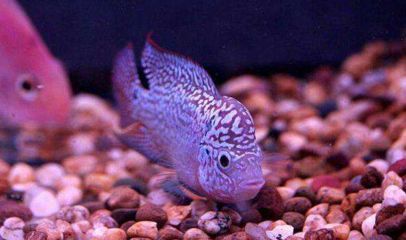 龍魚紅燈推薦：如何判斷紅龍魚燈光效果，紅龍魚成年期燈光配置