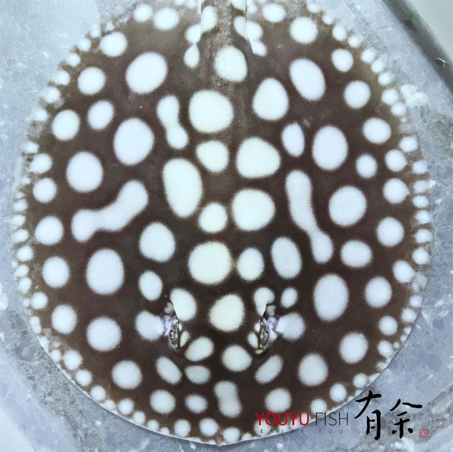 龍魚不活躍怎么回事兒呢