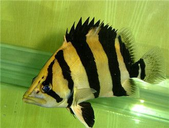 蘇虎魚人工飼料適應訓練，蘇虎魚人工飼料適應人工飼料的訓練步驟和注意事項
