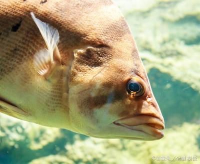 蘇虎魚人工飼料適應訓練，蘇虎魚人工飼料適應人工飼料的訓練步驟和注意事項