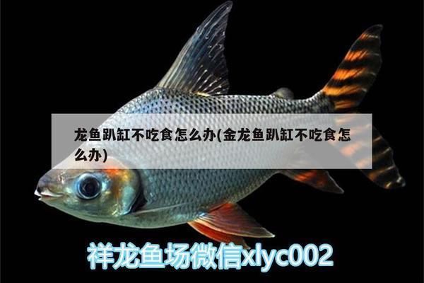 金龍魚趴缸怎么辦vs祥龍魚場：祥龍魚場評價如何，金龍魚趴缸急救措施