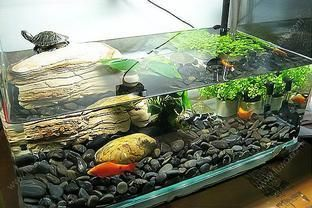 60魚缸養什么魚合適：60厘米的魚缸適合養殖中型魚或小型魚具體的魚種選擇 60魚缸養什么魚合適：60厘米的魚缸適合養殖中型魚或小型魚具體的魚種選擇 魚缸百科 第4張
