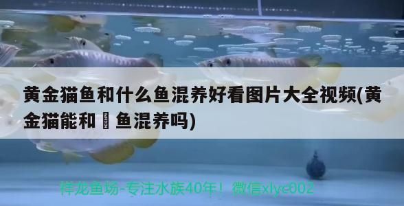 黃金貓魚(yú)和什么魚(yú)混養(yǎng)好看圖片大全視頻(黃金貓能和魟魚(yú)混養(yǎng)嗎) 黃金貓魚(yú)和什么魚(yú)混養(yǎng)好看圖片大全視頻(黃金貓能和魟魚(yú)混養(yǎng)嗎) 黃金貓魚(yú)百科 第3張