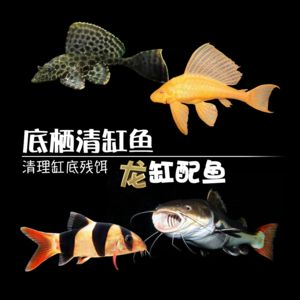 魟魚的配魚：如何選擇魟魚配魚 魟魚的配魚：如何選擇魟魚配魚 魟魚百科 第3張