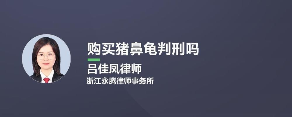 購買豬鼻龜判刑嗎：購買豬鼻龜會判刑嗎如果購買豬鼻龜會判刑嗎 購買豬鼻龜判刑嗎：購買豬鼻龜會判刑嗎如果購買豬鼻龜會判刑嗎 豬鼻龜百科 第5張