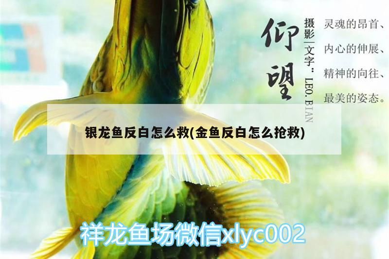 銀龍魚反白怎么救(金魚反白怎么搶救)