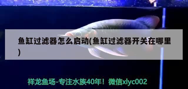 魚缸過濾器怎么啟動(魚缸過濾器開關在哪里) 魚缸過濾器怎么啟動(魚缸過濾器開關在哪里) 觀賞魚百科