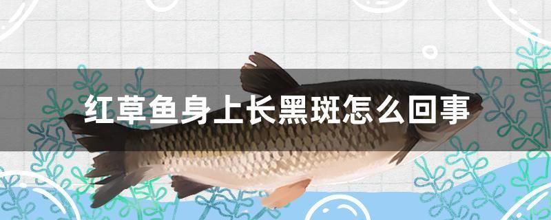 伊春龍魚vs伊春水族批發(fā)市場vs伊春水族館vs伊春魚缸批發(fā)市場vs祥龍魚場:伊春水族批發(fā)市場和祥龍魚場各有特色