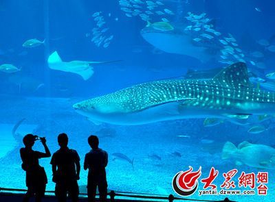 水族館干啥的：水族館是一個專門用于展示和飼養水生生物的場所 水族館干啥的：水族館是一個專門用于展示和飼養水生生物的場所 水族館百科（水族館加盟） 第6張
