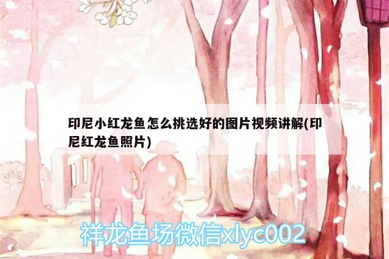 印尼小紅龍魚怎么挑選好的圖片視頻講解(印尼紅龍魚照片) 印尼小紅龍魚怎么挑選好的圖片視頻講解(印尼紅龍魚照片) 紅龍魚百科 第3張