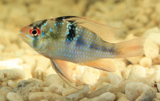 金龍魚營養(yǎng)均衡飼料選擇：金龍魚幼魚專用飼料推薦
