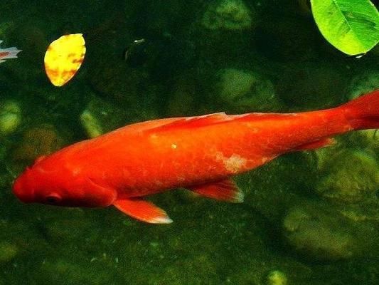 黃金貓魚怎么養殖的圖片大全(黃金貓魚怎么養殖的圖片大全集)