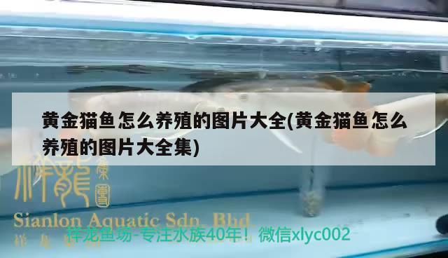 黃金貓魚怎么養殖的圖片大全(黃金貓魚怎么養殖的圖片大全集)