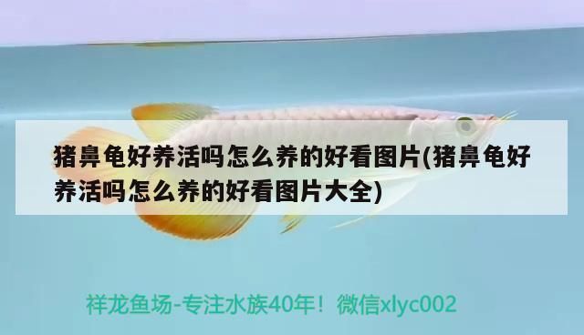 豬鼻龜好養(yǎng)嗎？體質(zhì)好嗎圖片大全：豬鼻龜好養(yǎng)活嗎怎么養(yǎng)