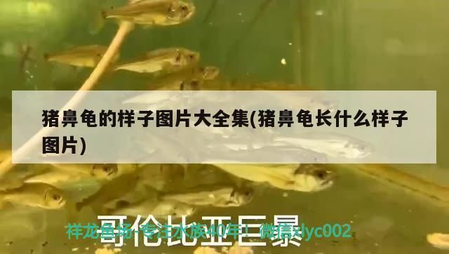 豬鼻龜好養(yǎng)嗎？體質(zhì)好嗎圖片大全：豬鼻龜好養(yǎng)活嗎怎么養(yǎng)