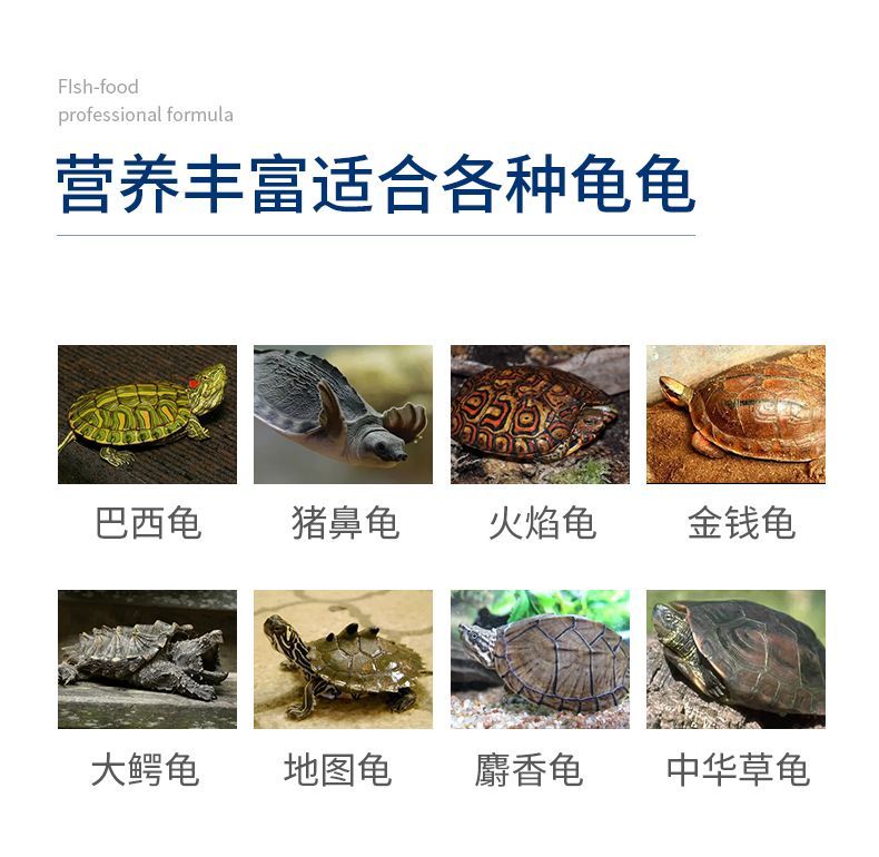 豬鼻龜有證書可以養嗎：探討豬鼻龜養殖合法性與乳臼色且扁平 豬鼻龜有證書可以養嗎：探討豬鼻龜養殖合法性與乳臼色且扁平 豬鼻龜百科 第2張