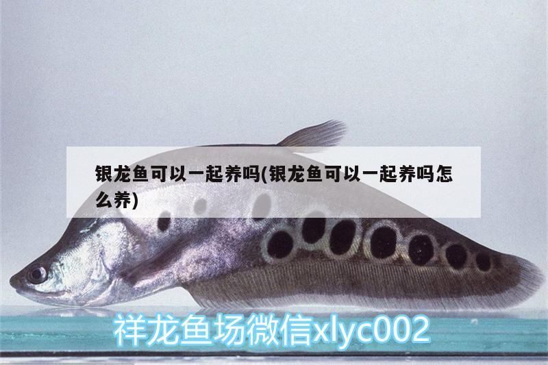 銀龍魚可以一起養嗎(銀龍魚可以一起養嗎怎么養)