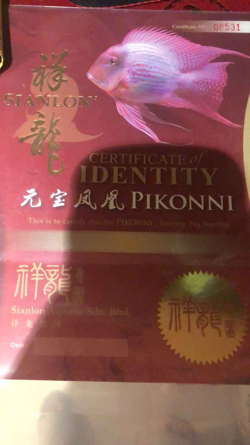 紅龍長(zhǎng)期趴缸，從龍魚(yú)之家買(mǎi)了兩條元寶鳳凰想調(diào)整一下?tīng)顟B(tài)：元寶鳳凰混養(yǎng)造成紅龍長(zhǎng)期趴缸