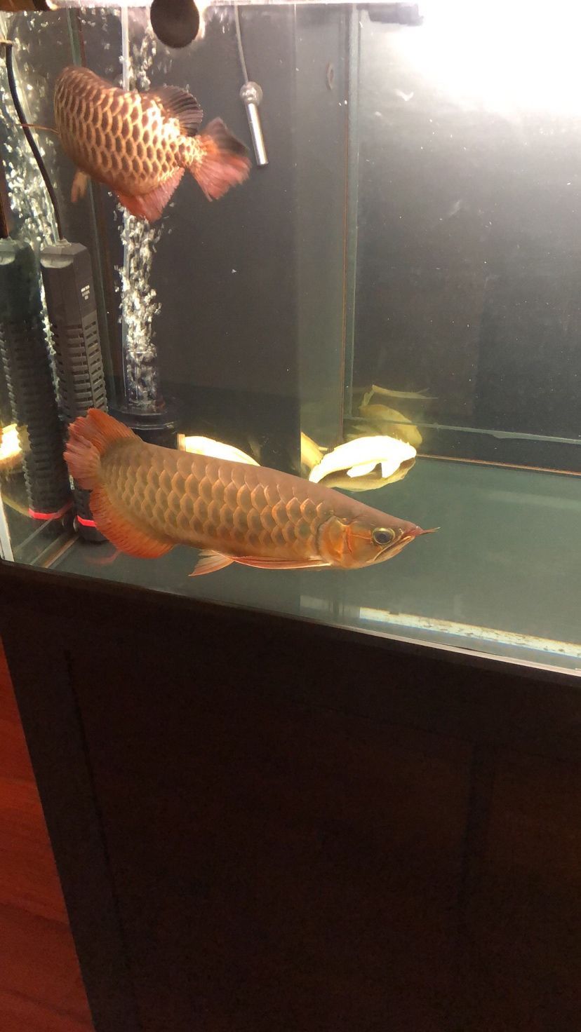 紅龍長(zhǎng)期趴缸，從龍魚(yú)之家買(mǎi)了兩條元寶鳳凰想調(diào)整一下?tīng)顟B(tài)：元寶鳳凰混養(yǎng)造成紅龍長(zhǎng)期趴缸
