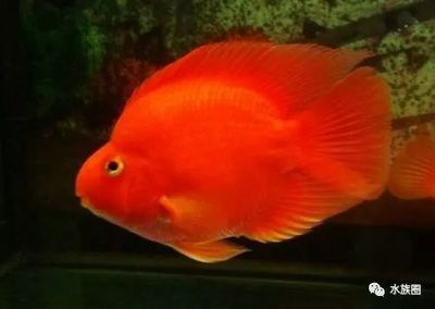 銀龍魚的飼料有哪些(銀龍魚飼料哪個牌子好)