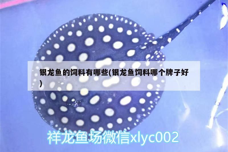 銀龍魚的飼料有哪些(銀龍魚飼料哪個牌子好)