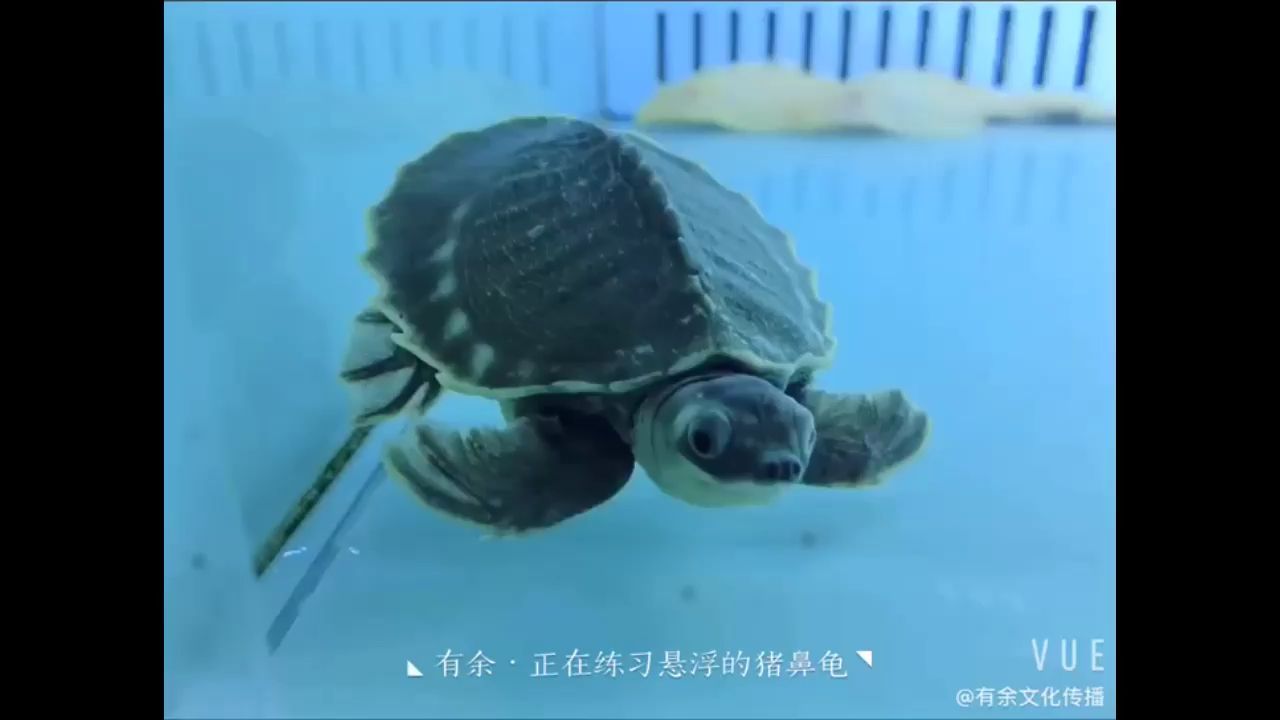 懸浮豬鼻龜？？