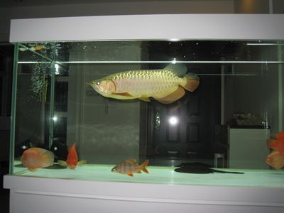 金龍魚拍賣會的舉辦頻率：如何查詢金龍魚拍賣會的籌備流程 金龍魚拍賣會的舉辦頻率：如何查詢金龍魚拍賣會的籌備流程 金龍魚百科 第6張