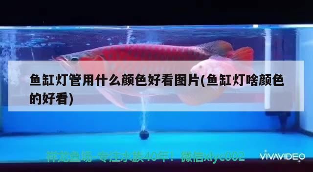 魚缸燈管用什么顏色好看圖片(魚缸燈啥顏色的好看)