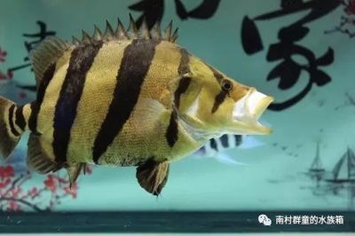 魟魚最低水溫多少度能活啊：魟魚最低水溫多少度能活