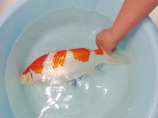 鷹潭龍魚vs鷹潭水族批發市場vs鷹潭水族館vs鷹潭魚缸批發市場vs祥龍魚場：鷹潭水族批發市場、魚缸批發市場和祥龍魚場的詳細信息