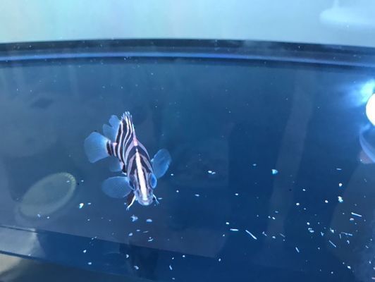 鷹潭龍魚vs鷹潭水族批發市場vs鷹潭水族館vs鷹潭魚缸批發市場vs祥龍魚場：鷹潭水族批發市場、魚缸批發市場和祥龍魚場的詳細信息 鷹潭龍魚vs鷹潭水族批發市場vs鷹潭水族館vs鷹潭魚缸批發市場vs祥龍魚場：鷹潭水族批發市場、魚缸批發市場和祥龍魚場的詳細信息 祥龍魚場各市分站 第4張