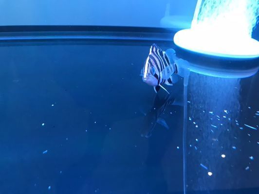 鷹潭龍魚vs鷹潭水族批發市場vs鷹潭水族館vs鷹潭魚缸批發市場vs祥龍魚場：鷹潭水族批發市場、魚缸批發市場和祥龍魚場的詳細信息 鷹潭龍魚vs鷹潭水族批發市場vs鷹潭水族館vs鷹潭魚缸批發市場vs祥龍魚場：鷹潭水族批發市場、魚缸批發市場和祥龍魚場的詳細信息 祥龍魚場各市分站 第6張