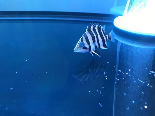 鷹潭龍魚vs鷹潭水族批發市場vs鷹潭水族館vs鷹潭魚缸批發市場vs祥龍魚場：鷹潭水族批發市場、魚缸批發市場和祥龍魚場的詳細信息 鷹潭龍魚vs鷹潭水族批發市場vs鷹潭水族館vs鷹潭魚缸批發市場vs祥龍魚場：鷹潭水族批發市場、魚缸批發市場和祥龍魚場的詳細信息 祥龍魚場各市分站 第5張