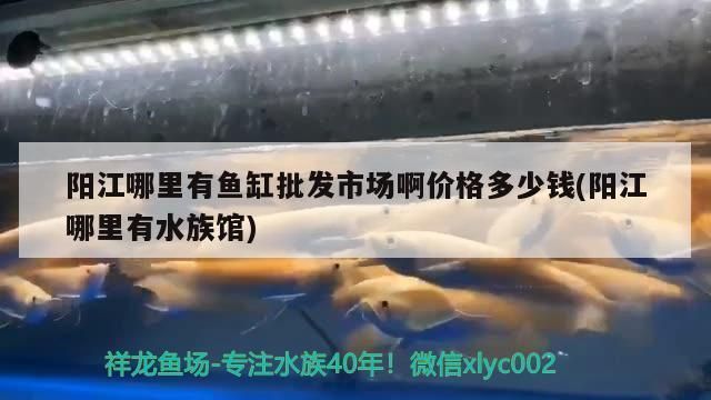 陽江龍魚vs陽江水族批發(fā)市場vs陽江水族館vs陽江魚缸批發(fā)市場vs祥龍魚場：陽江水族批發(fā)市場