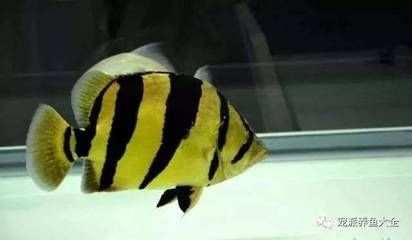 泰國虎魚與龍魚混養效果，泰國虎魚與龍魚可以混養嗎