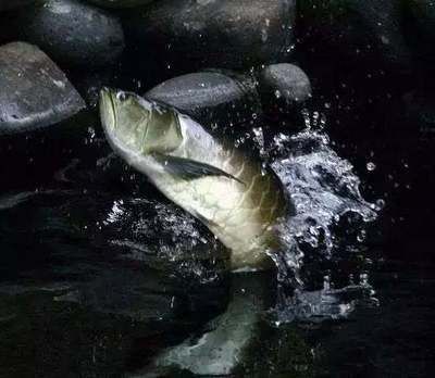 魟魚可以停食多久不吃東西：[需手動填充]魚能停食多久不吃東西