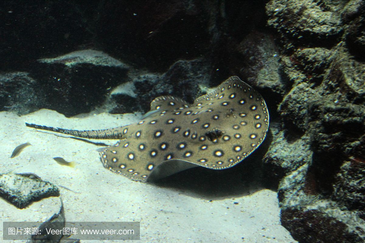 魟魚變白要警惕四種病嗎：[需手動填充]魚身上出現白色斑塊是怎么回事 魟魚變白要警惕四種病嗎：[需手動填充]魚身上出現白色斑塊是怎么回事 魟魚百科 第3張